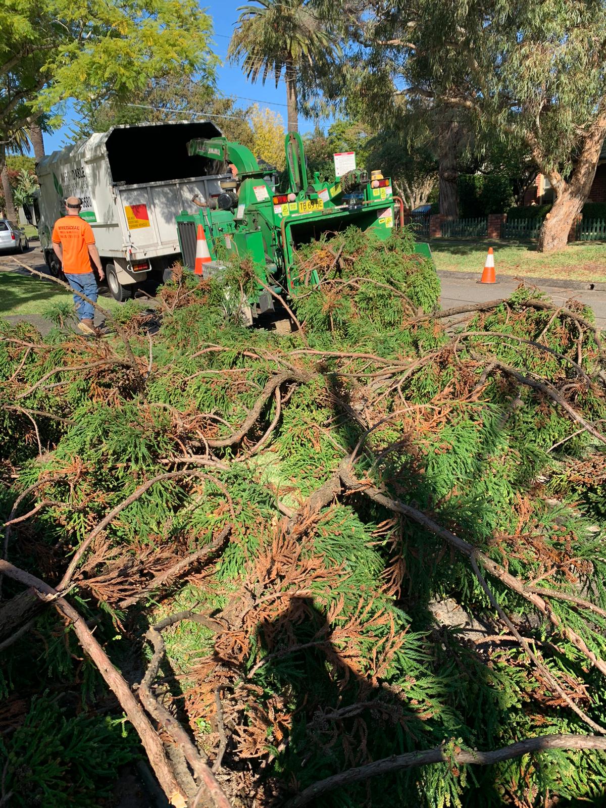 Tree Services Northern Beaches