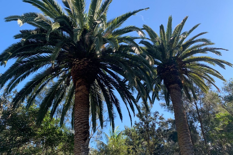 Palm Tree Pruning And Removal North Manly