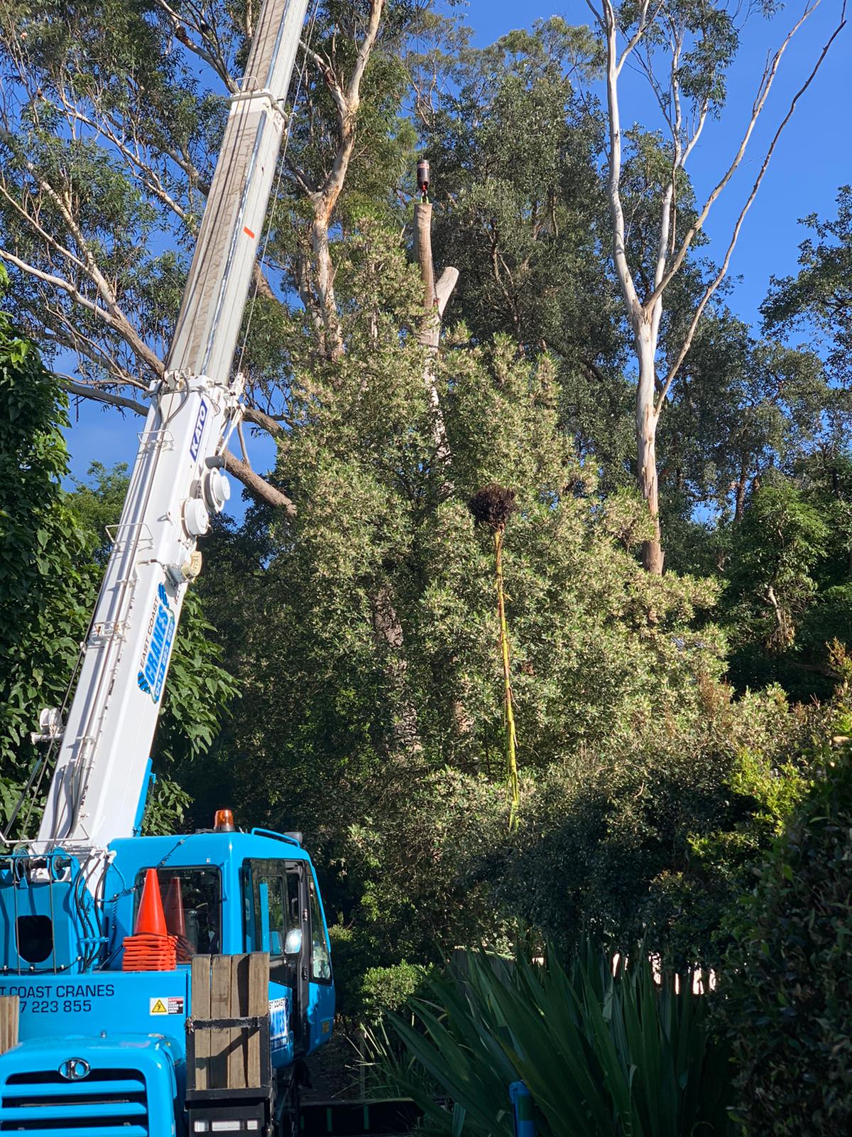 Lindfield Tree Removal
