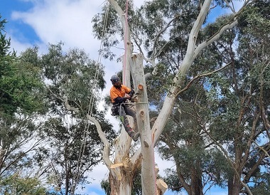 Commercial Tree Services Northern Beaches