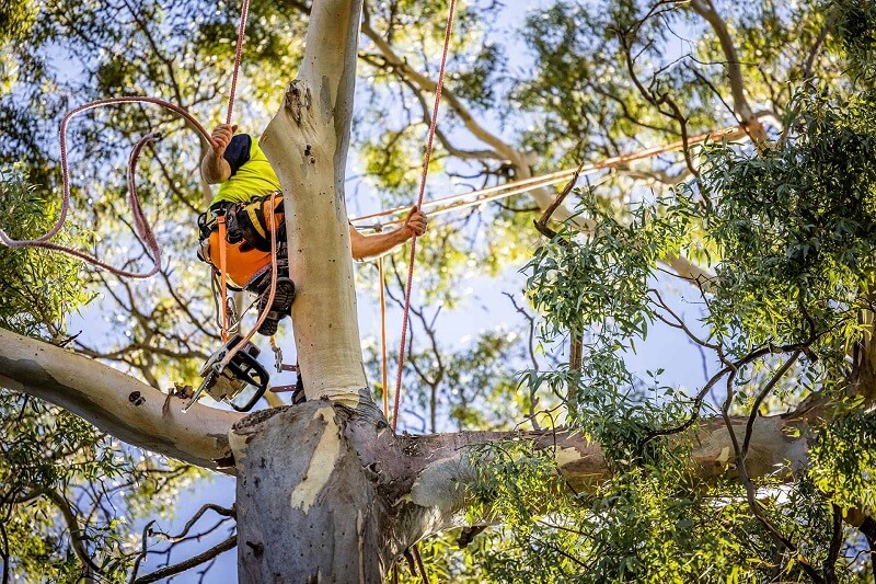 Tree Lopping Northern Beaches