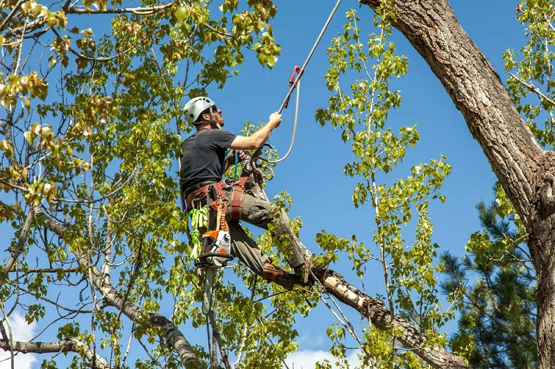 Clontarf Tree Pruning