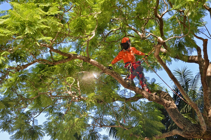Tree Pruning Clareville