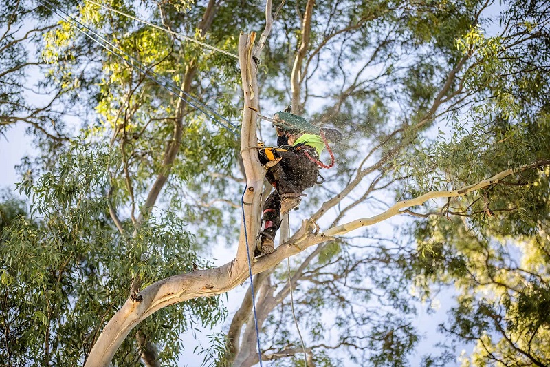 Tree Services Manly