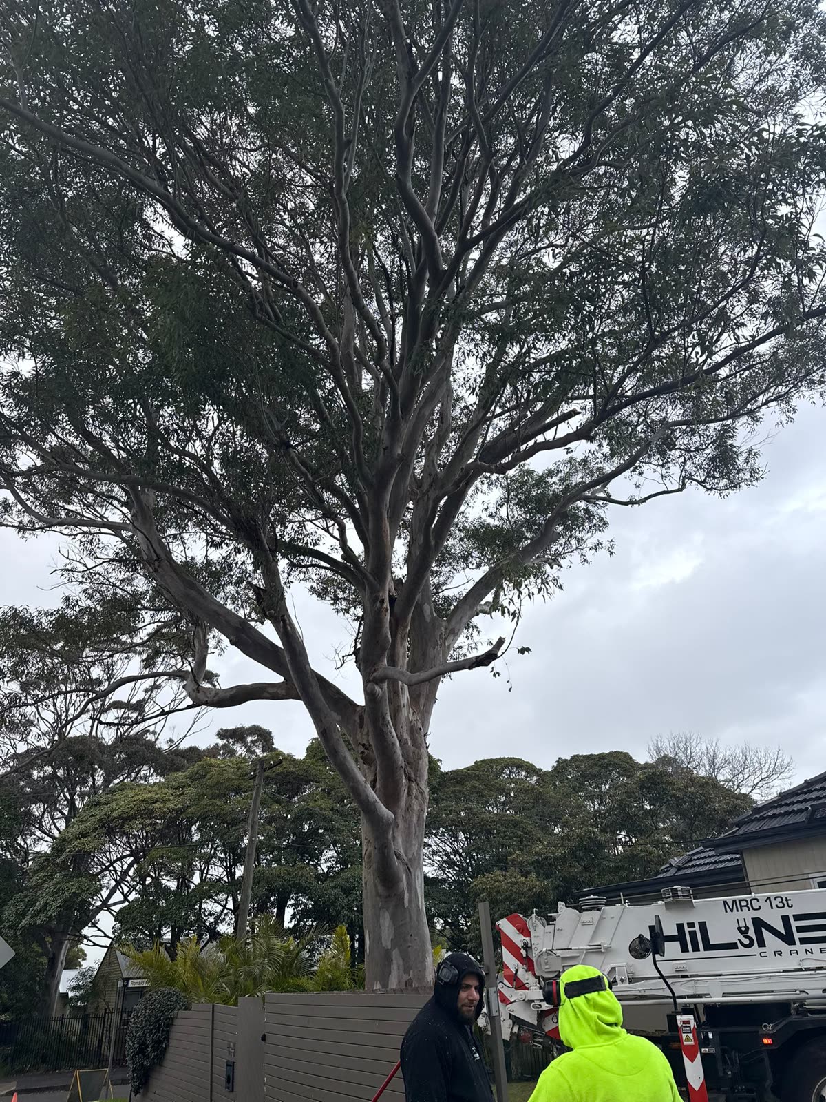 Crane-assisted tree removal on a residential Cromer site