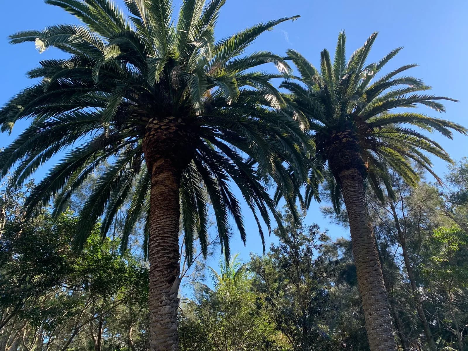Two tall palms with cleaned trunks and full crowns against bush in Mona Vale