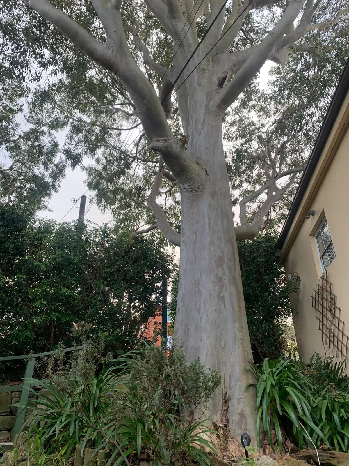Large gum beside a Queenscliff home, with overhead wires running through its canopy