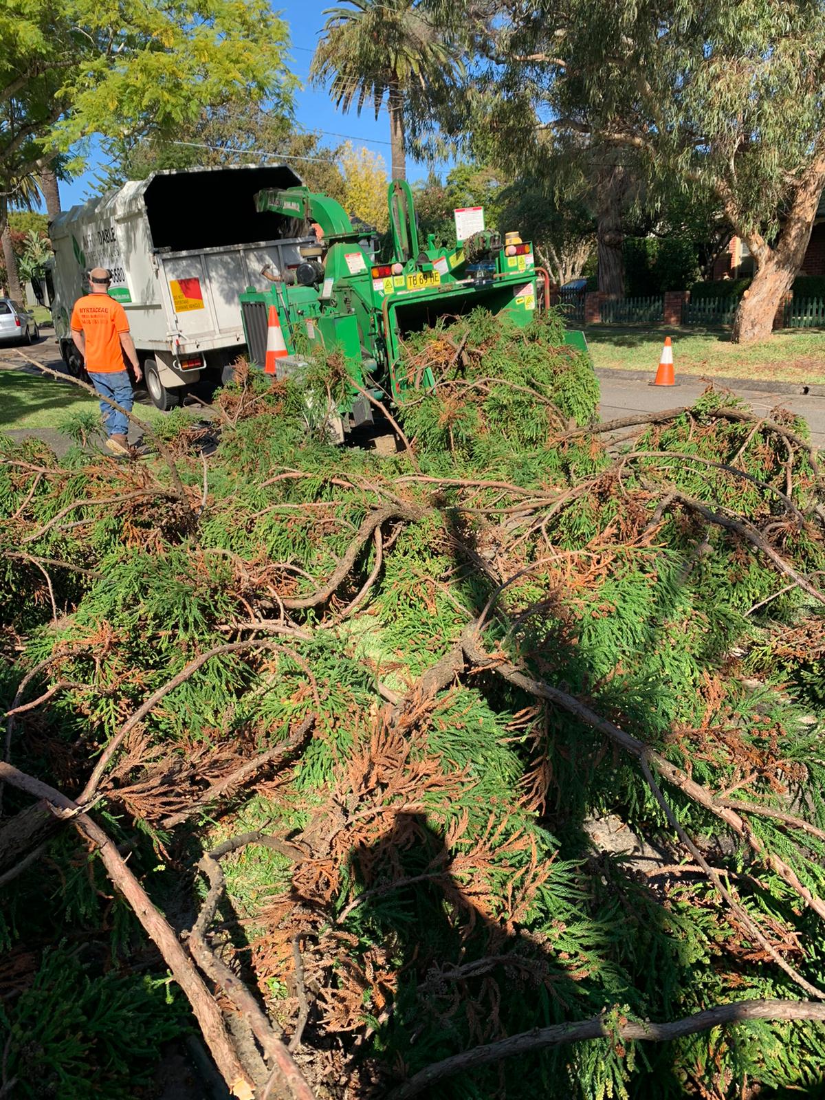 Qualified arborist performing professional tree services on the Northern Beaches