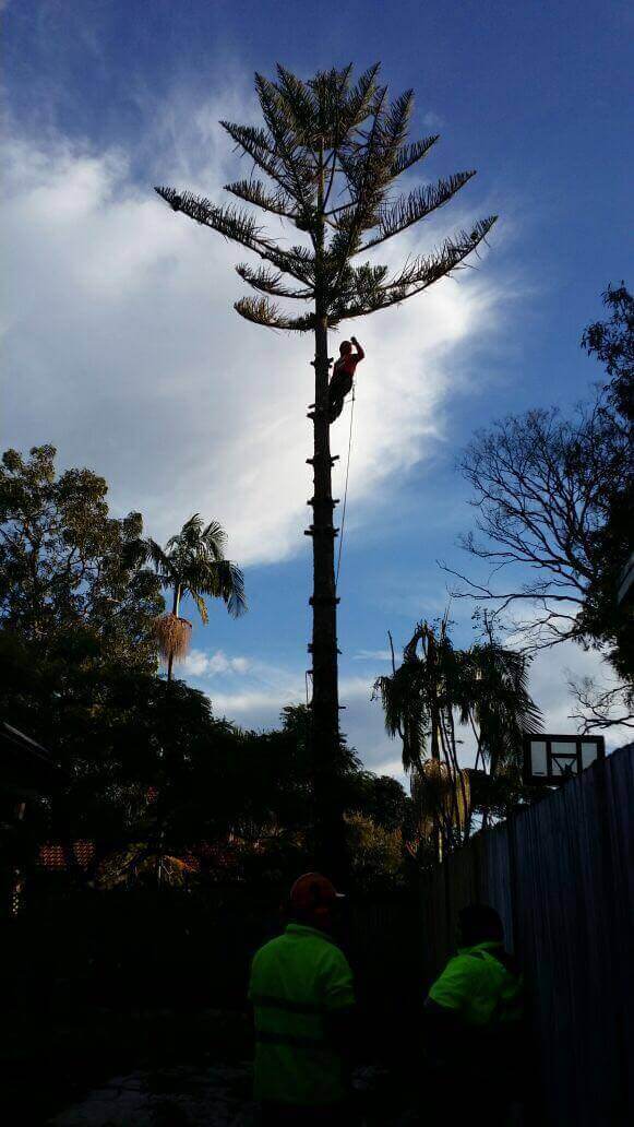 Affordable Tree Services Northern Beaches Tree Work