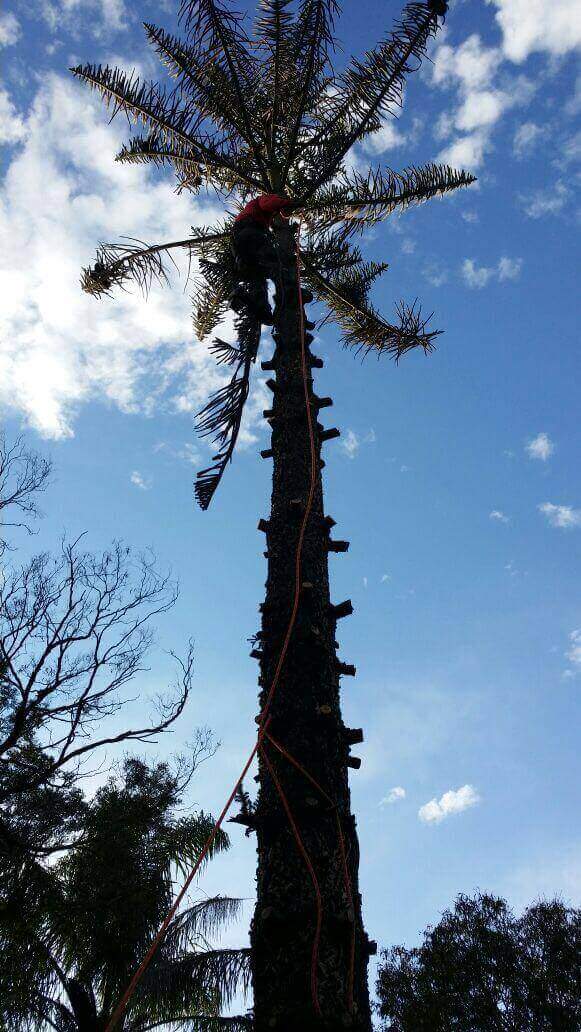 Affordable Tree Services Northern Beaches Tree Company