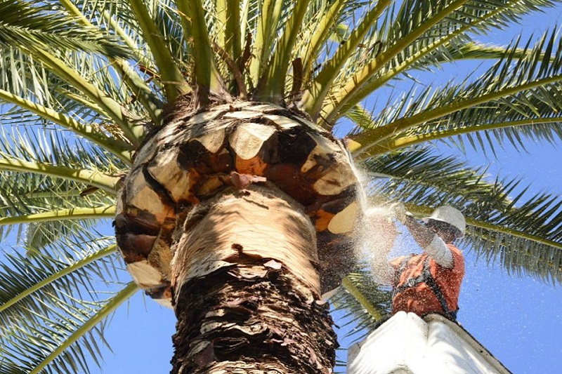 Palm Tree Pruning Dee Why