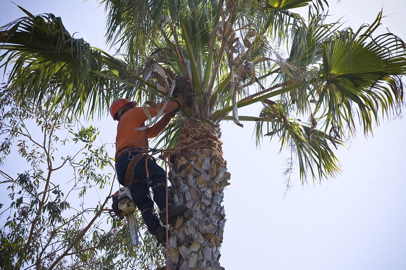 Palm Tree Removal Northern Beaches