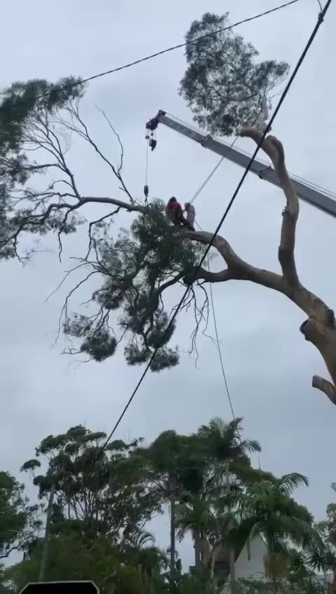Bilgola Plateau Tree Removal