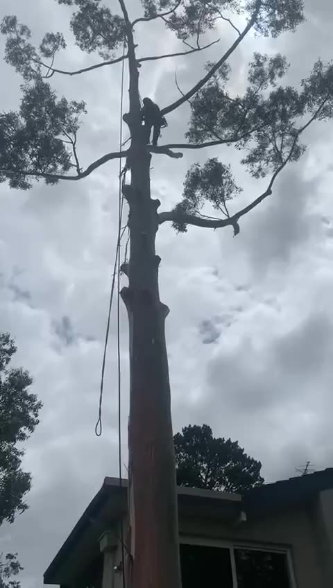 Forestville Tree Removal