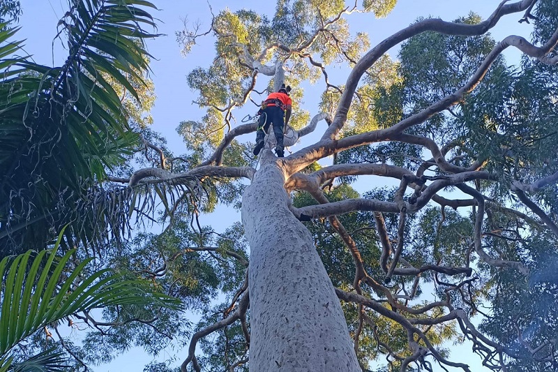Tree Trimming Northern Beaches