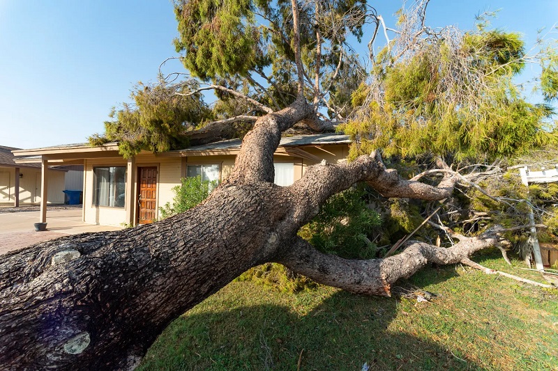 Emergency Tree Removal Wheeler Heights