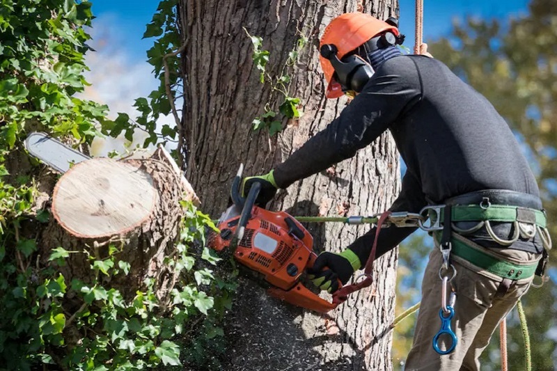 Tree Removal Ingleside